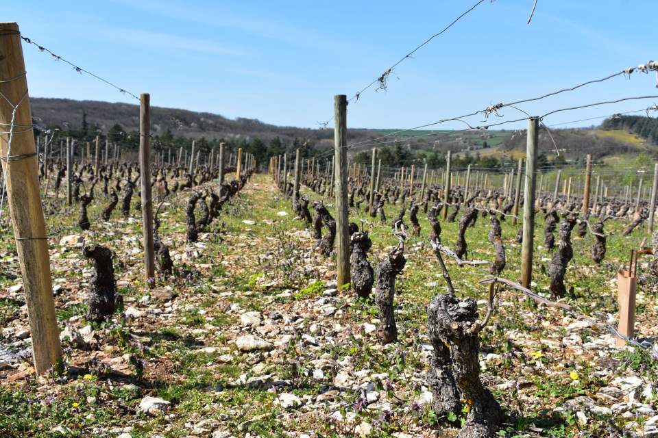 Vue vignes <span><span><span><span><span>Domaine &amp; Vigneron, Mercurey Bourgogne</span></span></span></span></span>