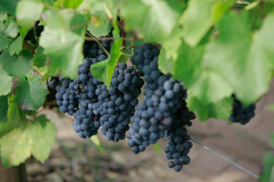 Raisin <span><span><span><span><span>Domaine &amp; Vigneron, Mercurey Bourgogne</span></span></span></span></span>