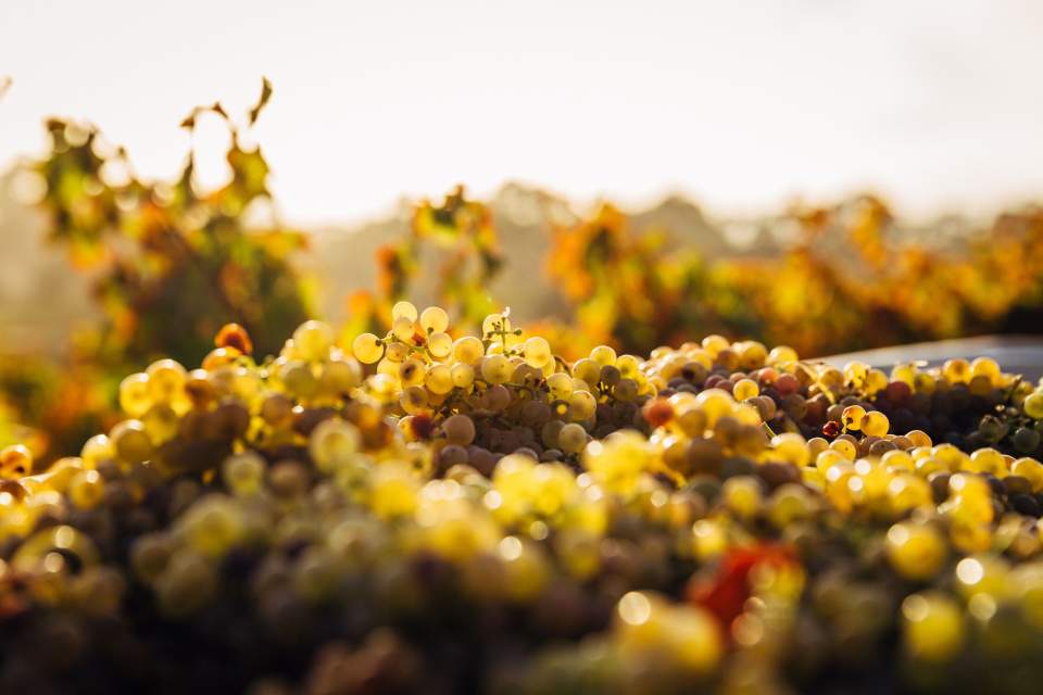 Récolte <span><span><span><span><span>Domaine &amp; Vigneron, Mercurey Bourgogne</span></span></span></span></span>